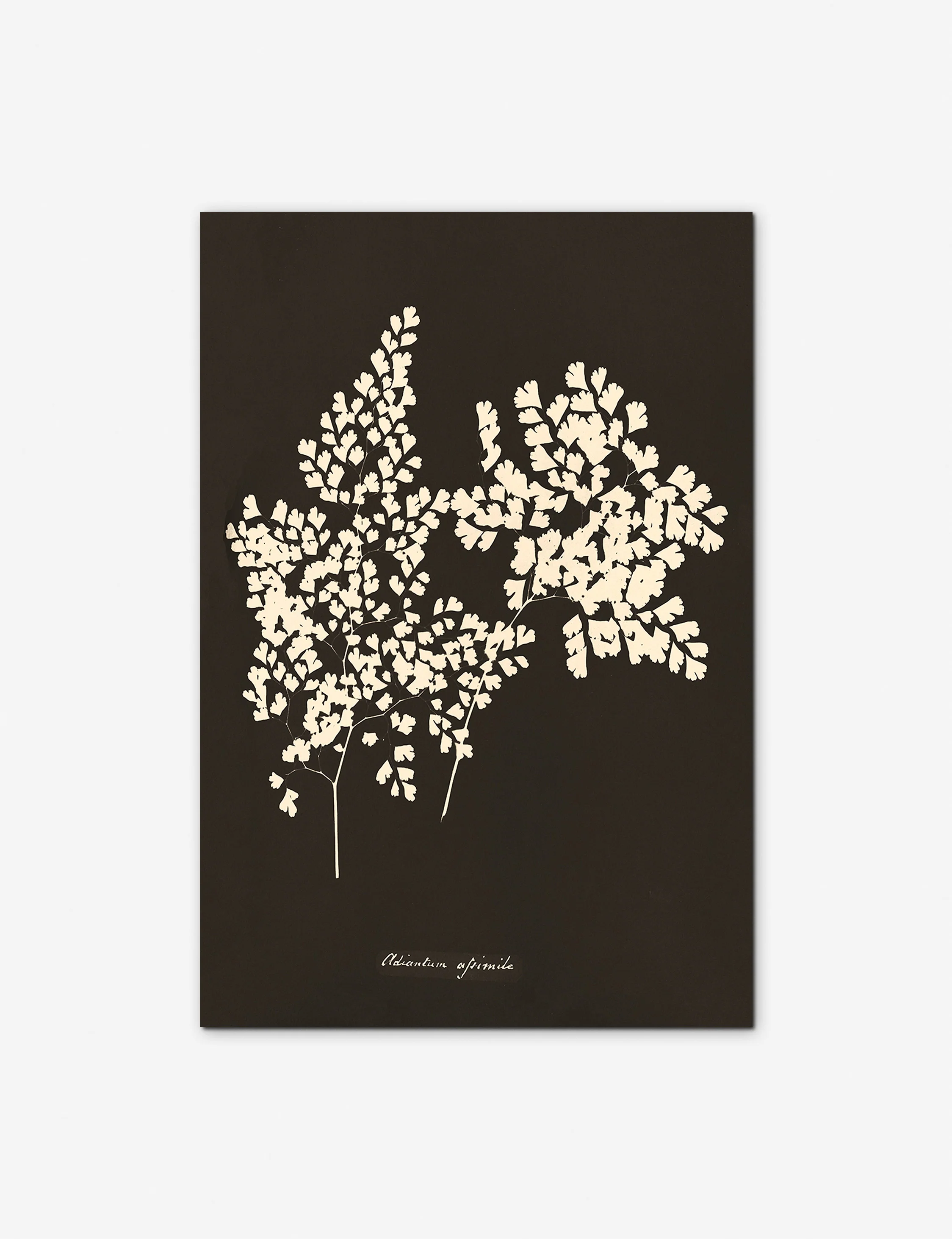 Adiantum Cuneatum Print by Anna Atkins - Image 2