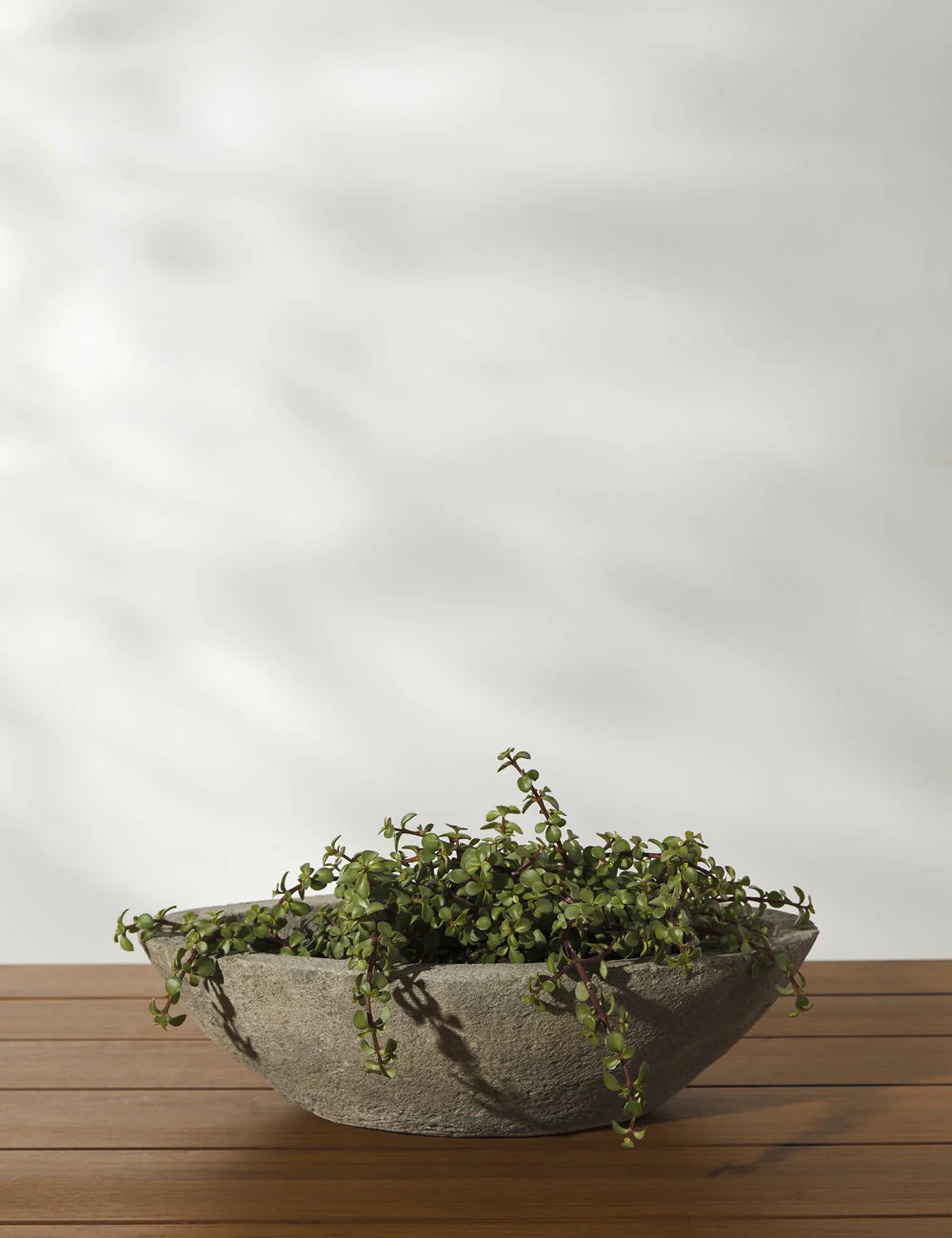 Cast Stone Tabletop Planters by Campania International - Image 5
