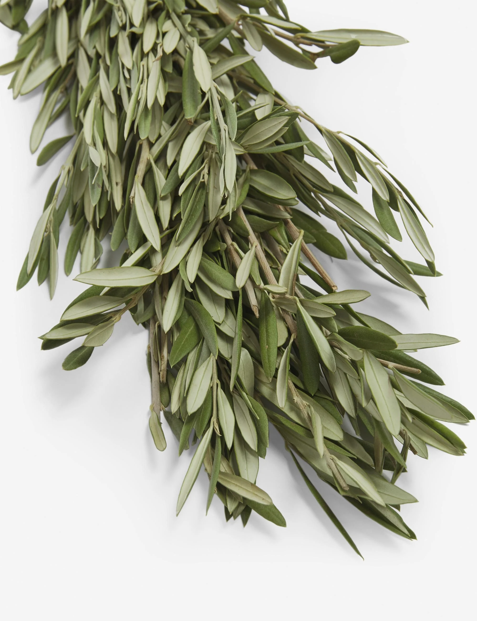 Fresh Handmade Olive Branch Garland - Image 4
