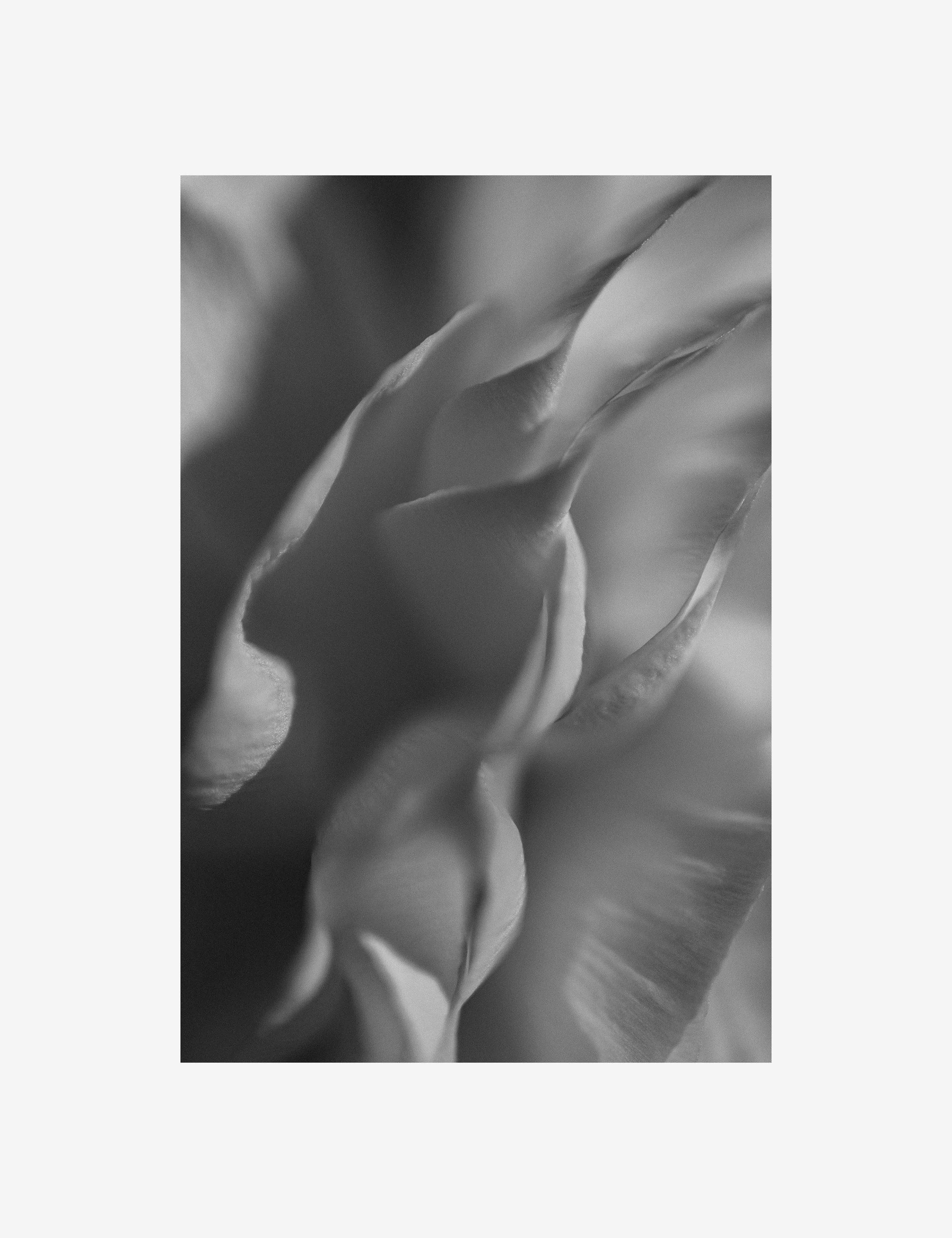 Ranunculus 2 Photography Print by Carley Rudd - Image 2