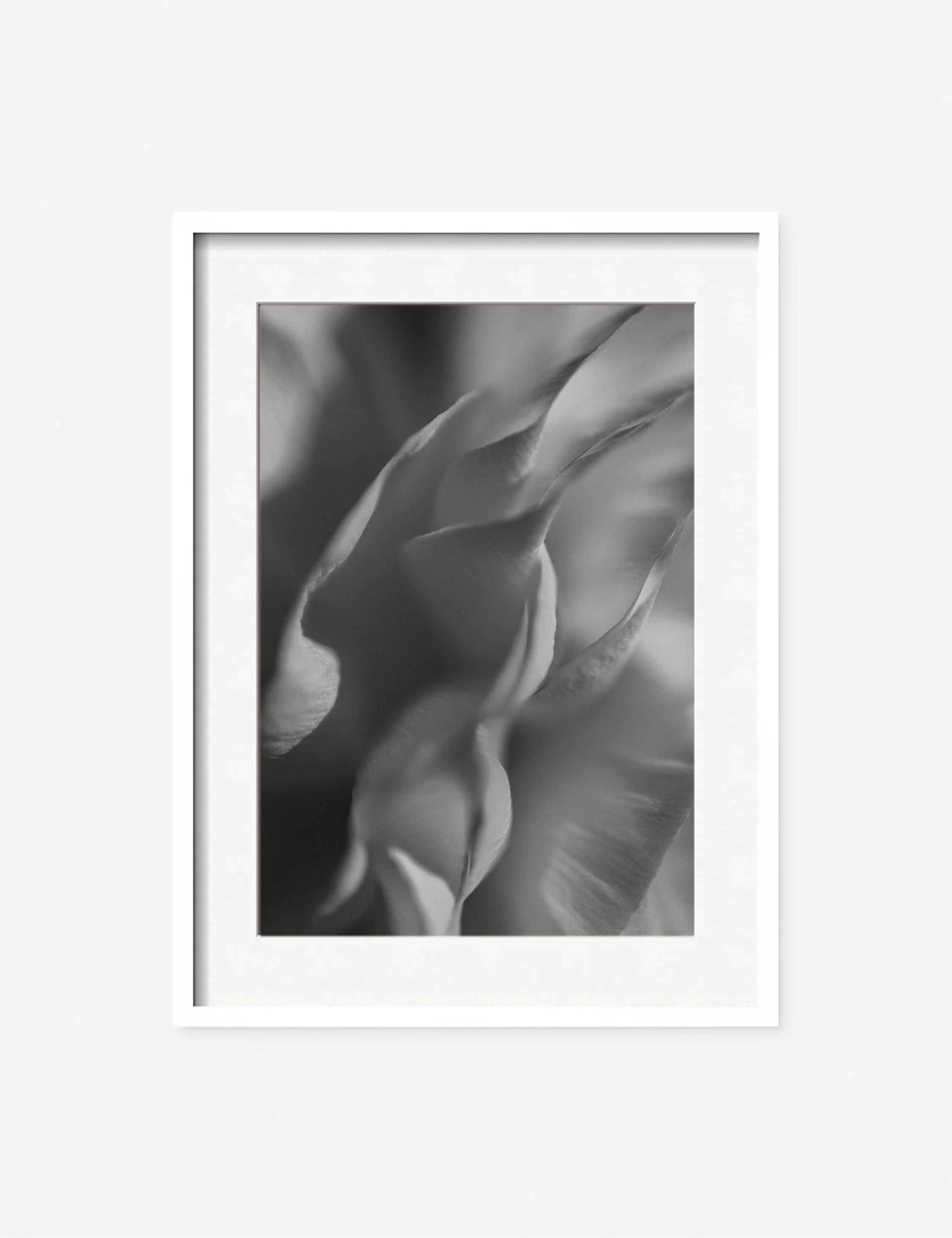 Ranunculus 2 Photography Print by Carley Rudd - Image 3