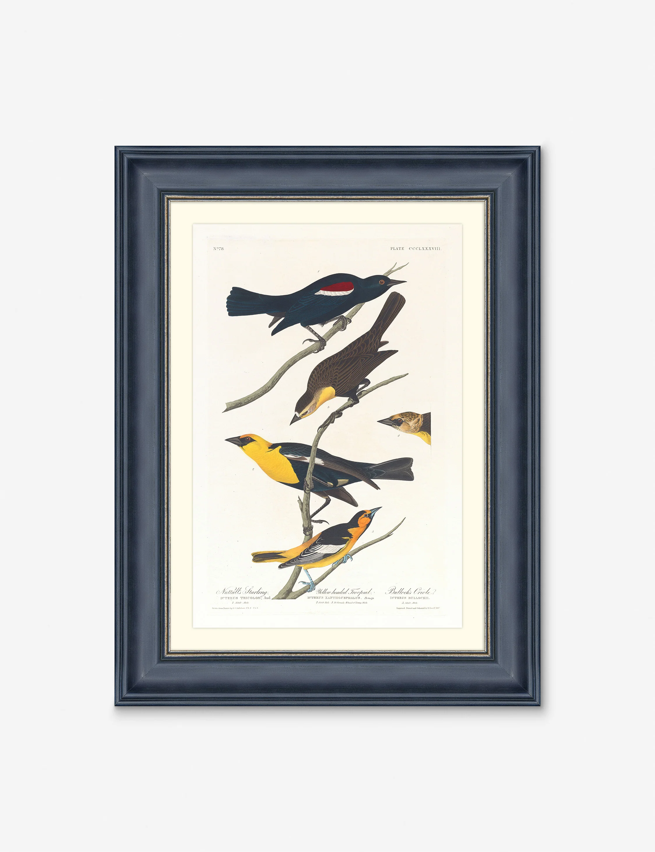 Wings of the Wild IV Wall Art by Alex Zane